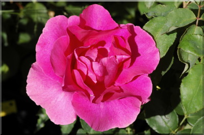 Druschki Rubra