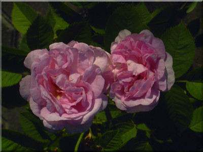 Great Maidens Blush ('Cuisse de Nymphe')