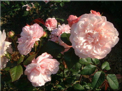 Rosa Gru� an Aachen