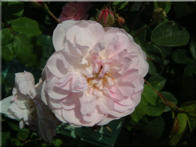 Multiflore de Vaumarcus
