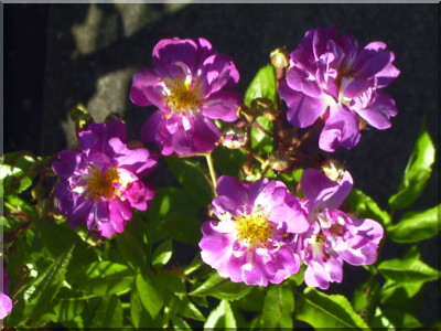 Veilchenblau