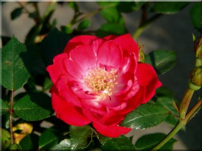 Fairy Red `92