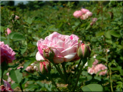 Honorine de Brabant