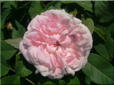 Jacques Cartier