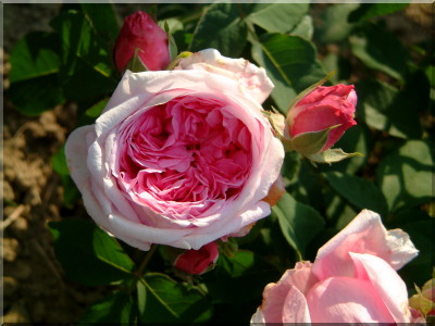 Mme. Boll