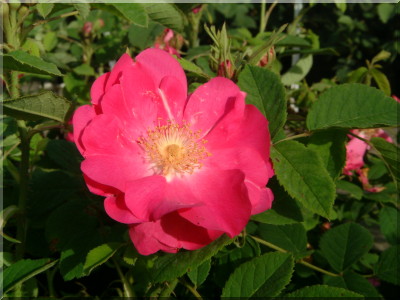 Portland (`Duchesse of Portland`)