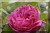 Urdh
