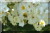Rambling Rector