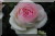 Pierre de Ronsard ('Eden Rose 85')
