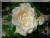 Princess of Wales (Harkness)