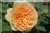 Crown Princess Margareta