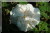 Blanchefleur