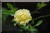 Banksiae Lutea