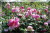 Harlow Carr