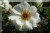 Madame de Cocqfontaine (syn. : Heimat)