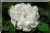 Jacques Cartier (blanc)