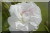 Quatre Saisons Blanc Mousseux