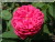 Rose de Resht