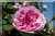 Empress Josephine (`Francofortuna`,)