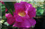 Officinalis (`Apothekerrose`)