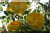 Persian Yellow