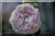 Maidens Blush ('Petite cuisse de Nymphe')