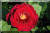 Rose du Roi