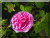 Chapeau de Napol&eacute;on (Christata)