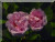 Great Maidens Blush ('Cuisse de Nymphe')