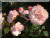 Rosa Gru&szlig; an Aachen