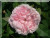 Jacques Cartier