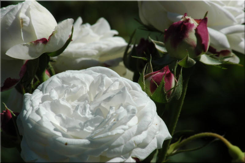 Boule de Neige (Rose Bourbon) € 11,50-20,50 - histoires-de-roses.com