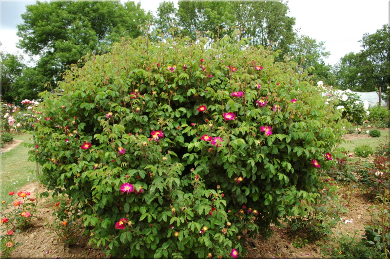 Violacea ('La Belle Sultane') (Rose gallique) € 11,5020,50 histoires