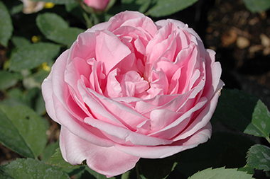 Enfant de France - Hybrides perp&eacute;tuels