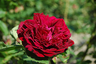 Fisher and Holmes - Hybrides perp&eacute;tuels