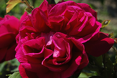 G�n�ral Jaqueminot - Hybrides perp&eacute;tuels
