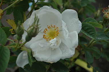 Alba suaveolens - Rosa alba
