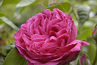 Urdh - Hybrides perp&eacute;tuels