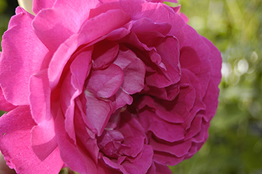 Parfum de l'Ha� - Rosa rugosa