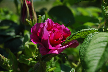 Roseraie de l'Ha� - Rosa rugosa
