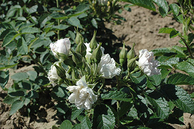 Wei�e Nelkenrose (`White Grootendorst`) - Rosa rugosa