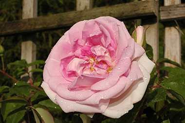Blairii II - Rose Bourbon