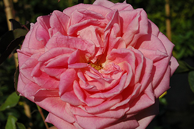 Grace Darling - Hybrides de th&eacute;