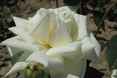 Kaiserin Auguste Viktoria 'Reine Augusta Victoria' - Hybrides de th&eacute;