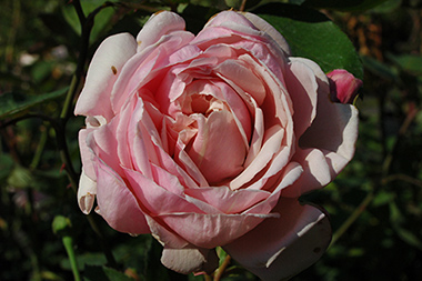 Mme. Caroline Testout - Hybrides de th&eacute;