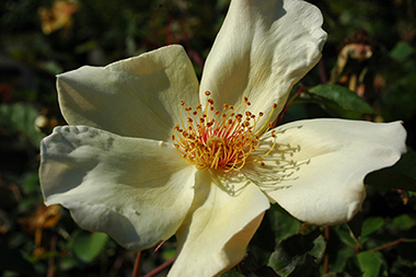 Mrs. Oakley Fisher - Hybrides de th&eacute;