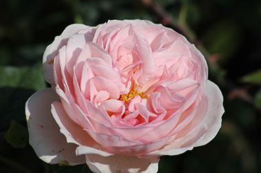 Albertine - Rosiers grimpants et rosiers lianes