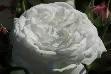 Boule de Neige - Rose Bourbon