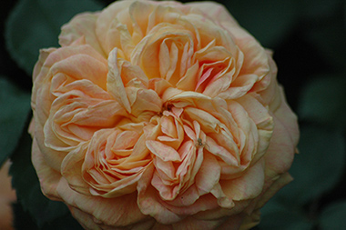 Alchymist - Rosiers grimpants et rosiers lianes
