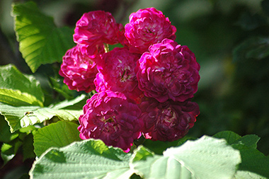 Bleu Magenta - Rosiers grimpants et rosiers lianes